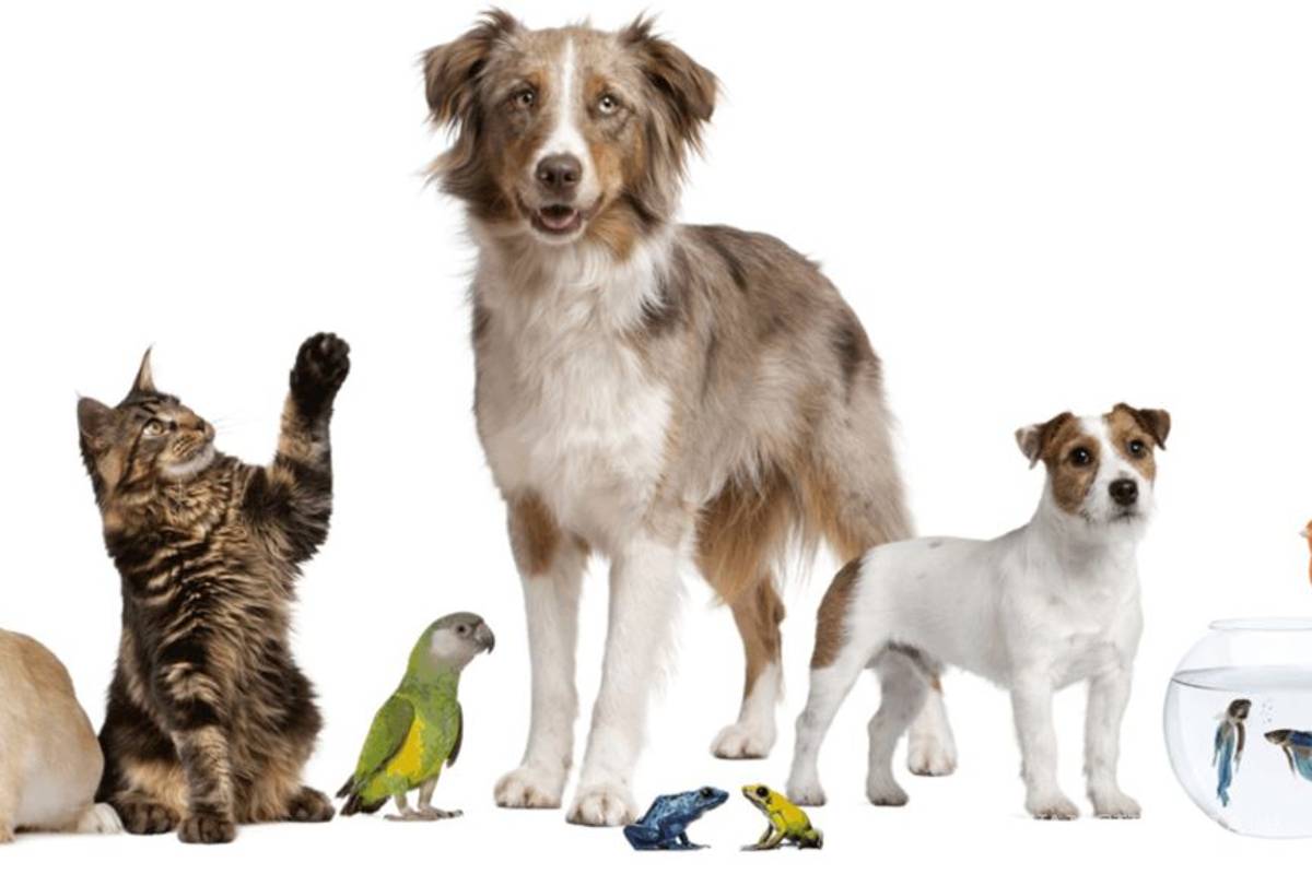 Por qué celebramos hoy el Día Mundial de los Animales