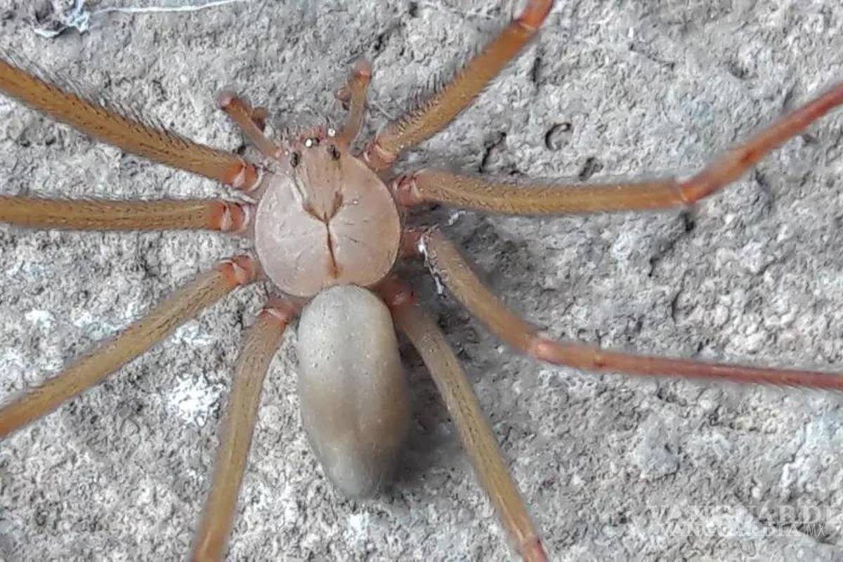 ¿Cuándo inicia la temporada de arañas en México?... cómo saber cuáles son peligrosas y qué hacer si las vemos en casa