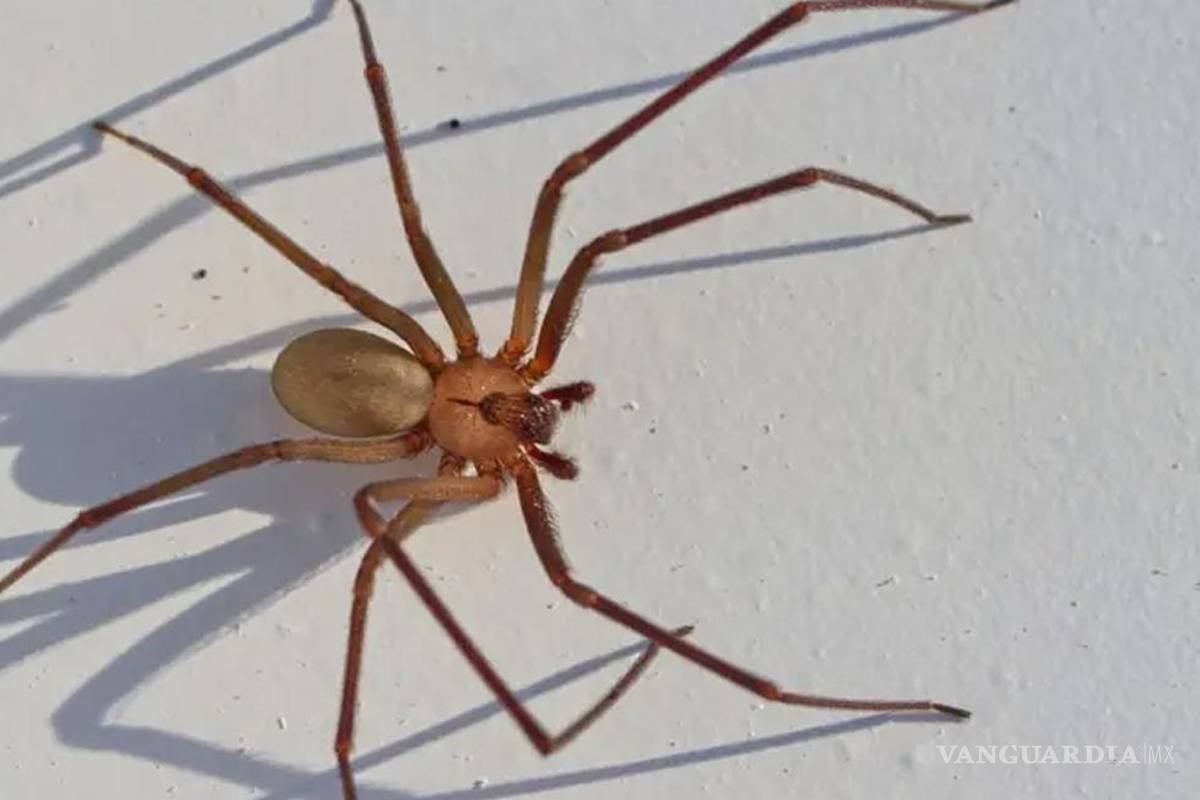 Araña Violinista... ¿cómo actuar si te pica y que tan peligroso es?