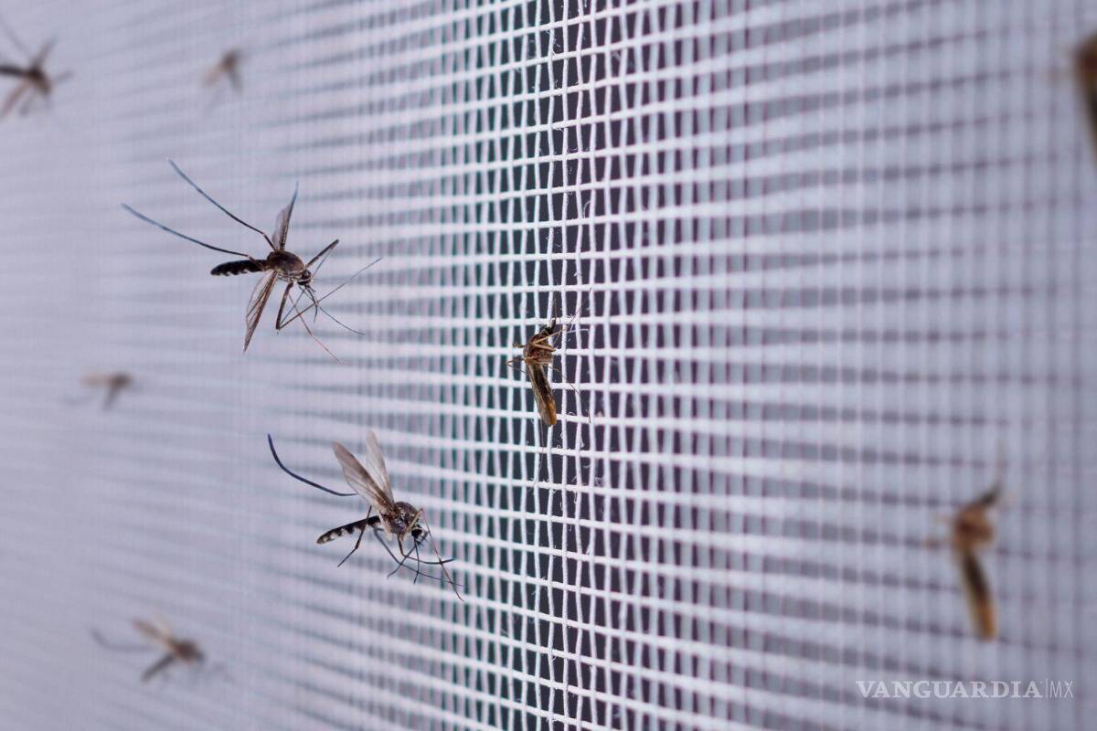 $!¡Adiós al dengue! Remedios sencillos para acabar con plagas de moscas y mosquitos en tu hogar