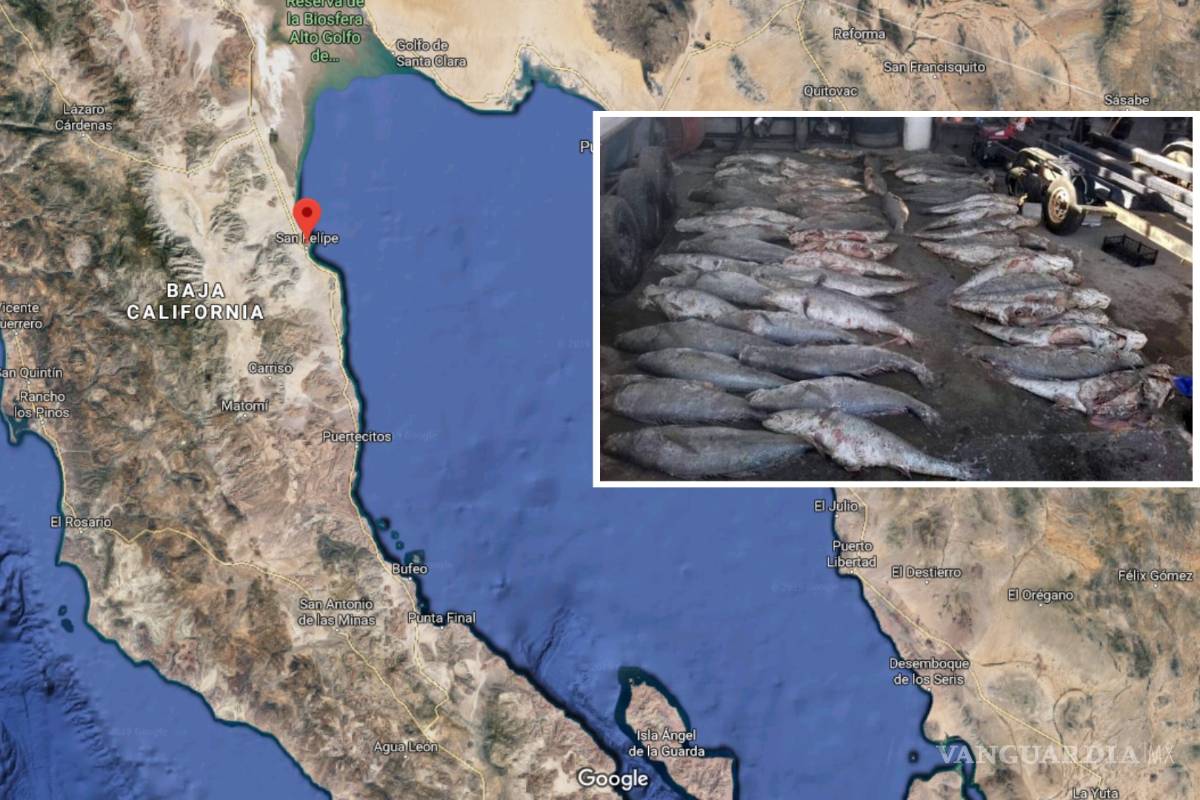 ¿Qué hace el cártel de la Totoaba? grupo que amenazó al periodista Carlos Loret de Mola