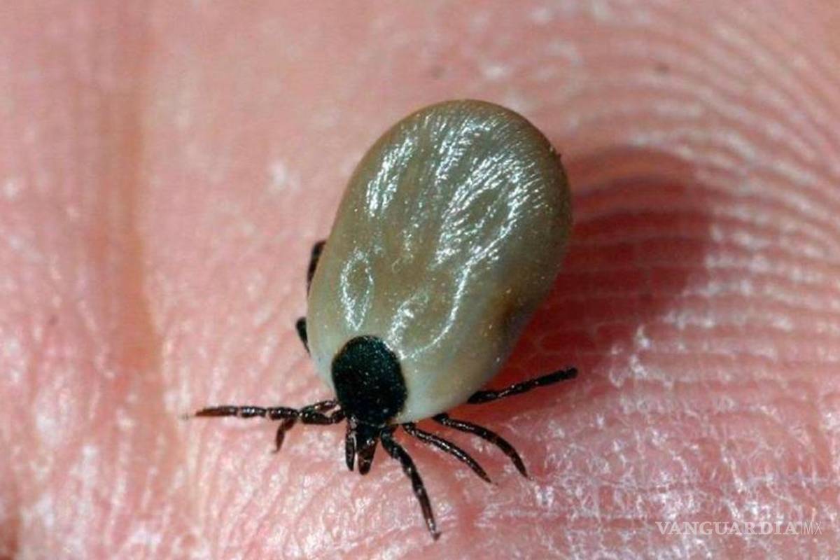 ¡Cuidado!... Si te pica, este insecto puede transmitir 6 peligrosas enfermedades a los humanos