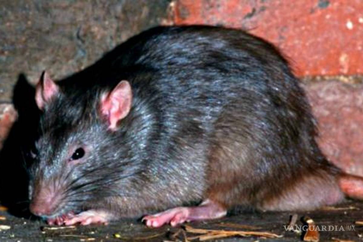 Ratas devoran a una bebé en el Edomex; su madre estaba en un baile