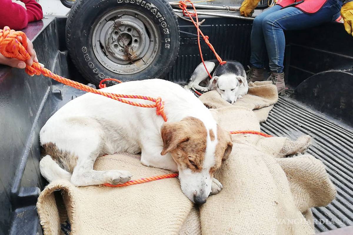 Animalistas protestan contra iniciativa de Morena, 'es un grave retroceso'
