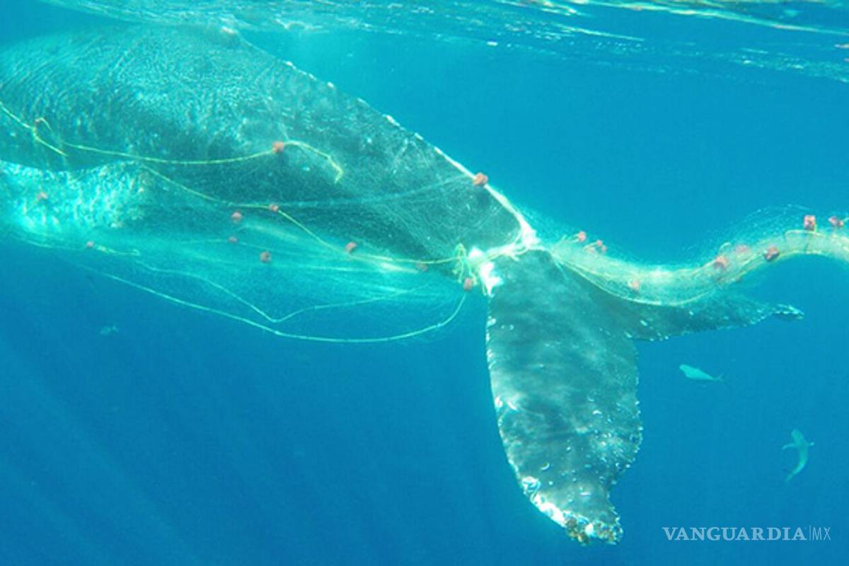 Ballena jorobada queda atrapada en red de pesca en Cabo San Lucas