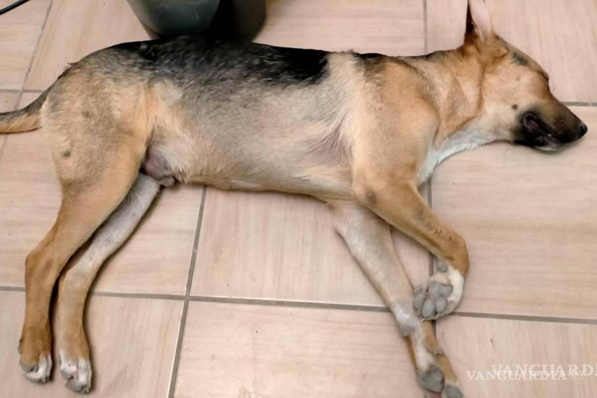 Denuncian a clínica veterinaria al sur de Saltillo; perrito iba solo por un baño y salió sin poder caminar