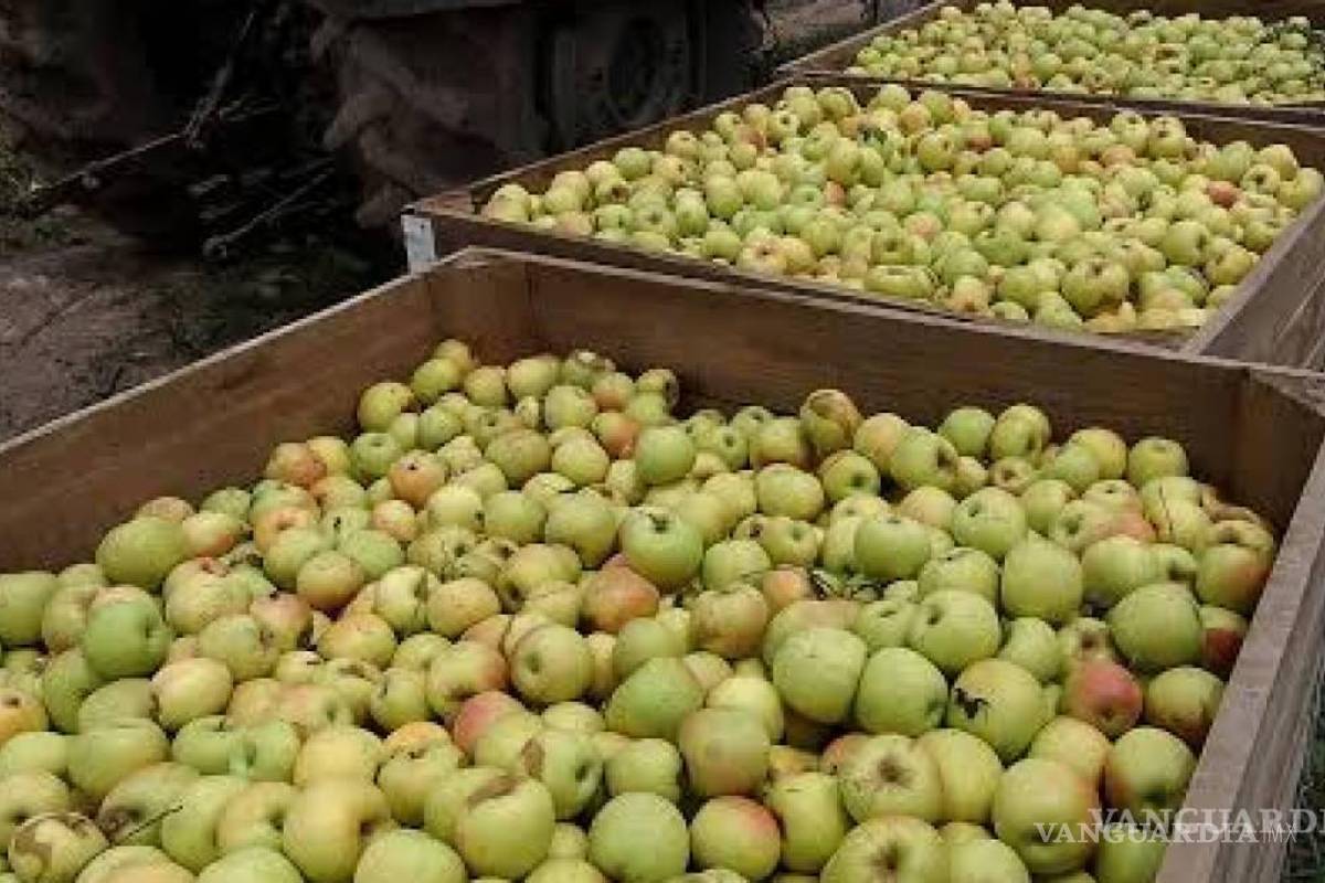 Apoyará Gobierno de Coahuila con ‘seguro catastrófico’ a manzaneros de Arteaga por heladas tardías
