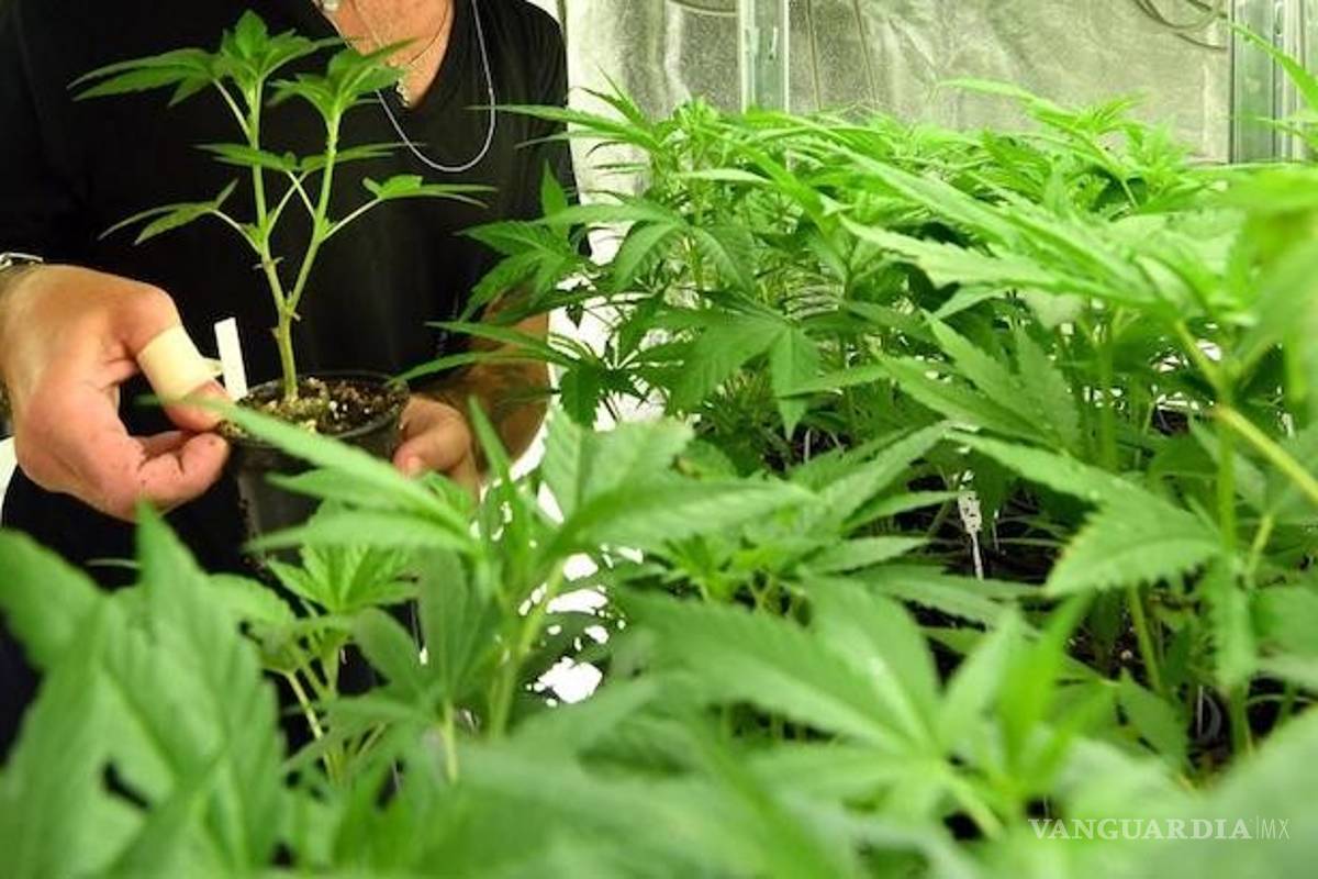 Legalización de mariguana avanza a paso seguro en el Senado