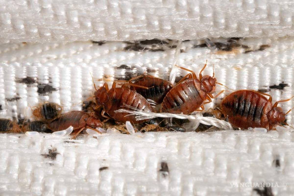 $!Es crucial comprender la importancia de abordar el problema de las chinches de manera integral y con medidas adecuadas.