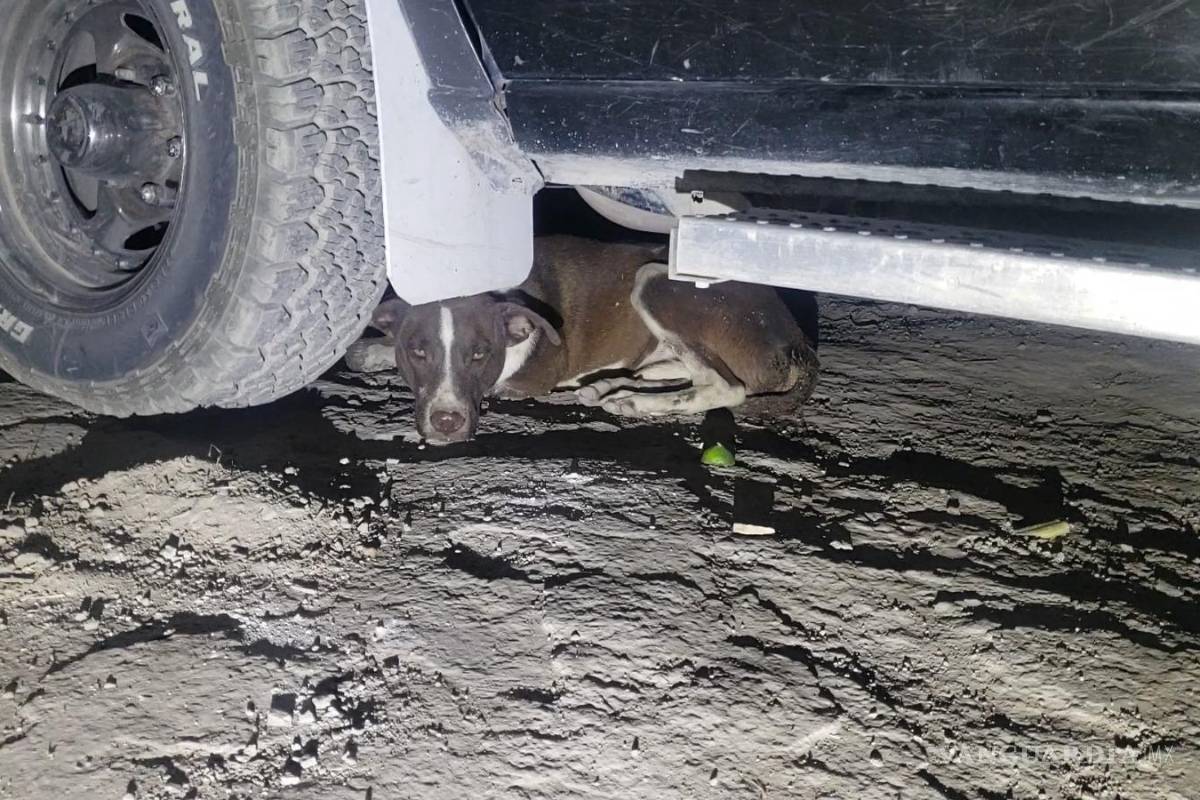Denuncian envenenamiento de mascotas en Parras; seis perros fallecieron