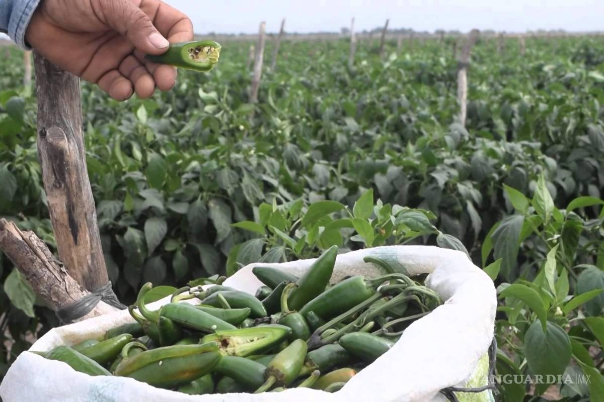 En Chihuahua los productores de chiles explotan a 25 mil jornaleros agrícolas
