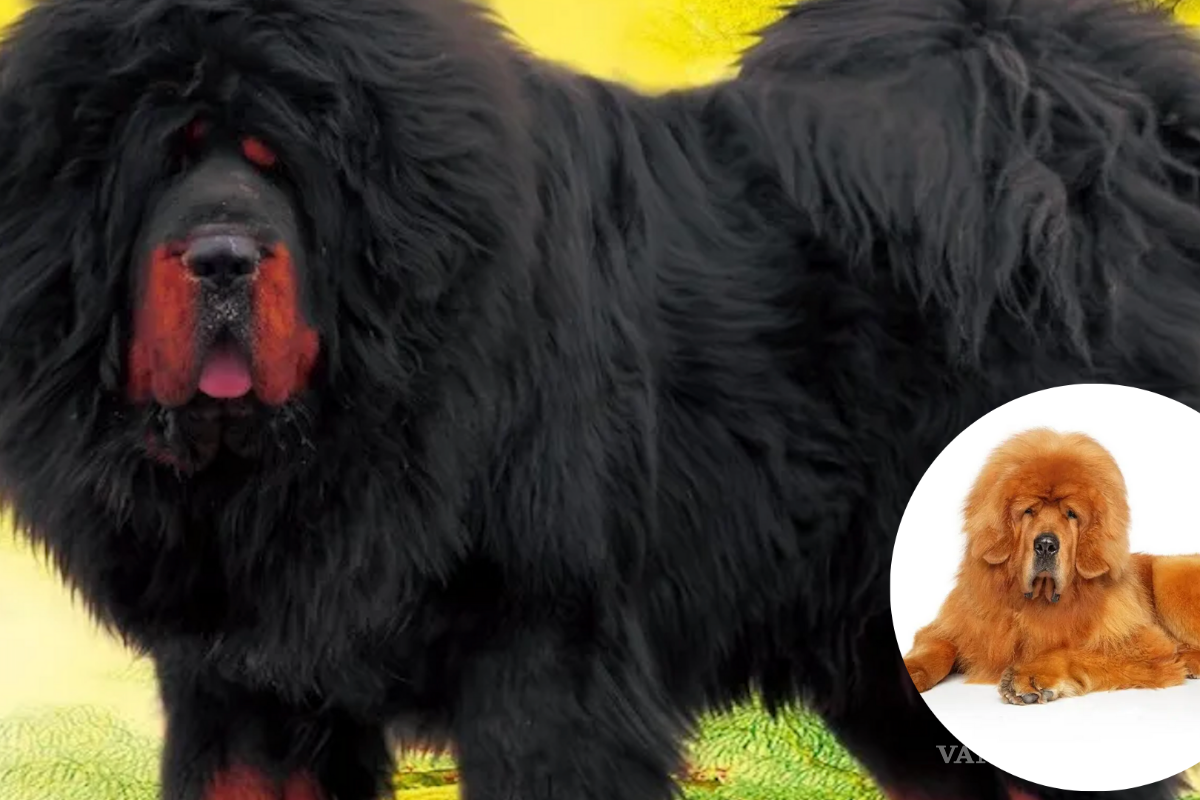 ¿Cuál es el perro más caro? Esta raza es la más costosa