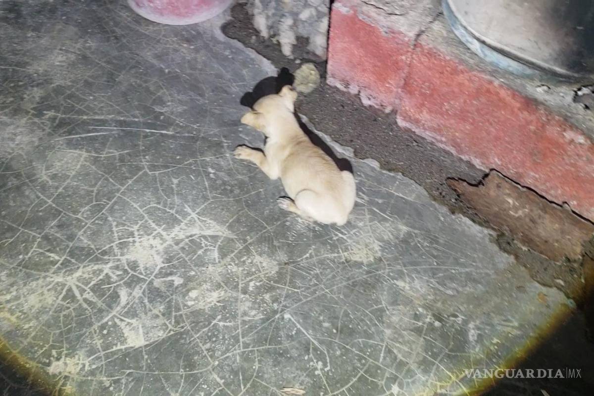 $!En un recorrido que realizó VANGUARDIA para verificar el estado de salud de las mascotas, se encontró a los perritos débiles y tambaleando.