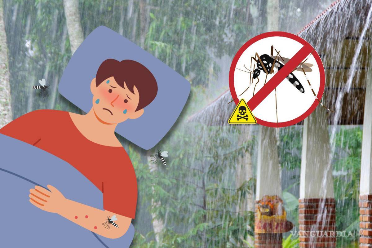 ¡Adiós al dengue! Remedios sencillos para acabar con plagas de moscas y mosquitos en tu hogar