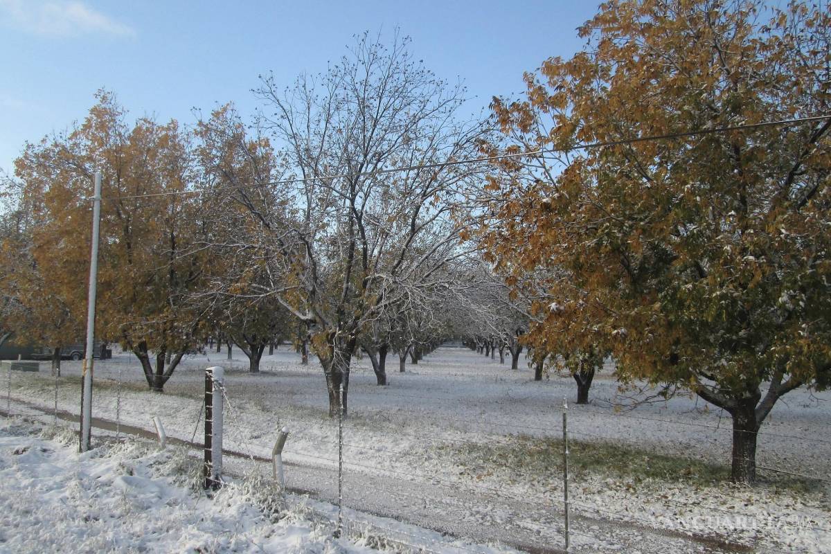 Pide Raúl Onofre a Sader federal apoyo emergente para los nogaleros de Coahuila al caer la producción de nuez