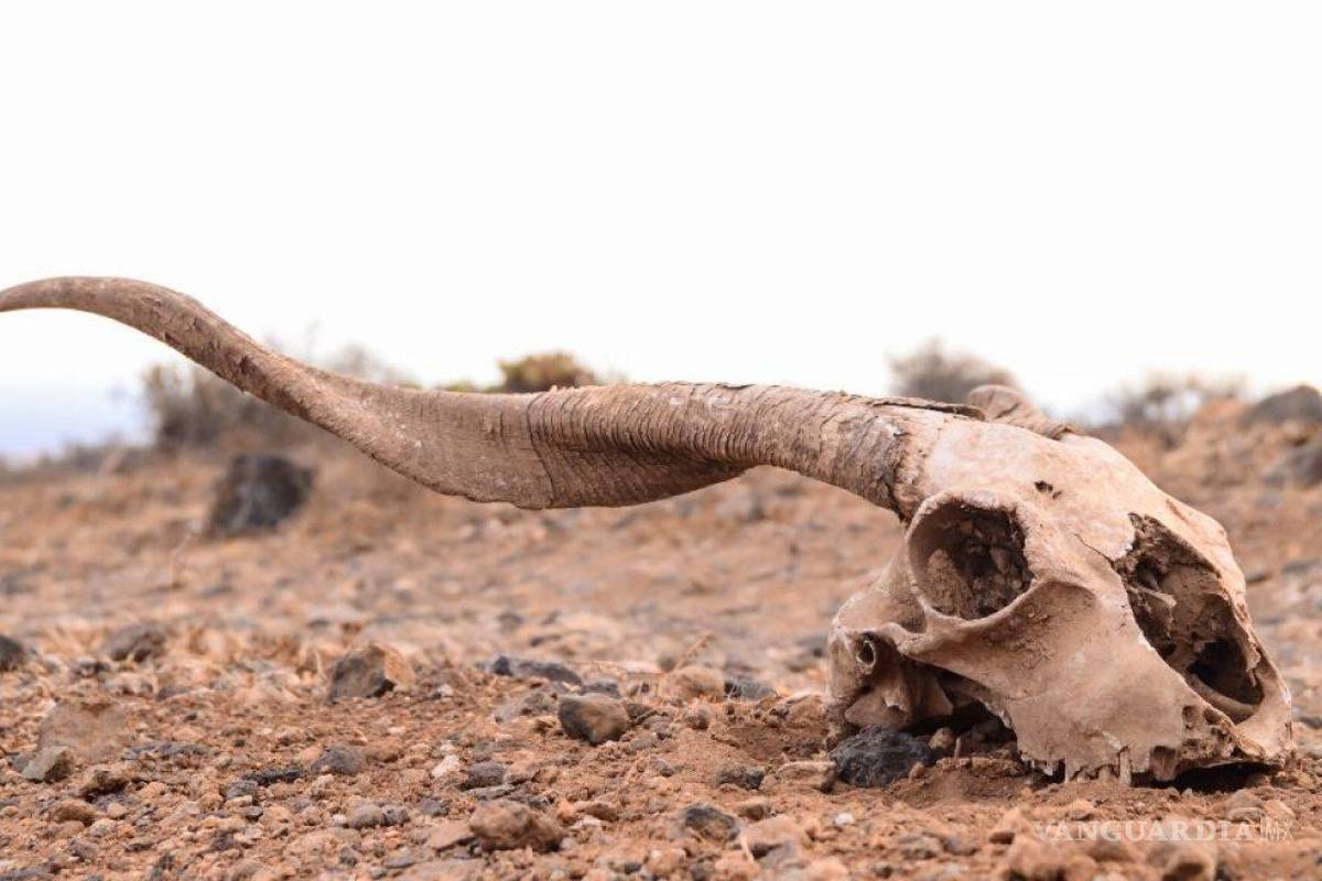 ¿Se viene el Fin del Mundo?... la sexta extinción masiva ya comenzó y amenaza con ser más rápido de lo pensado