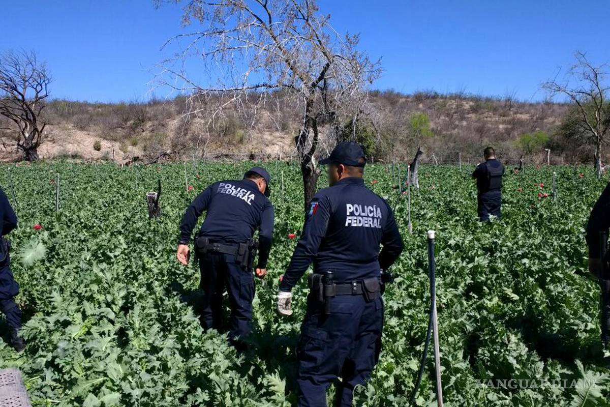 Estados Unidos ofrece financiar lucha de México contra la amapola