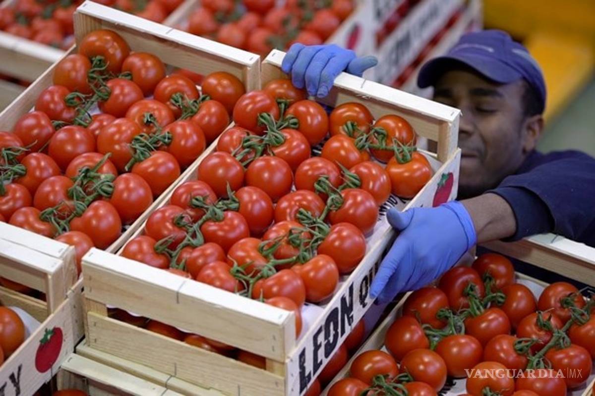 Estiman pérdidas por 350 millones de dólares por arancel a jitomate