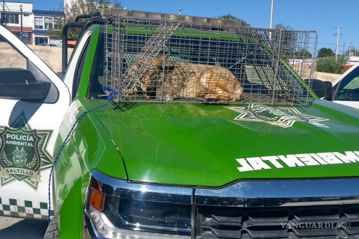 Dos semanas cazando en los callejones de Saltillo al ‘perro güero’... que es un coyote en realidad