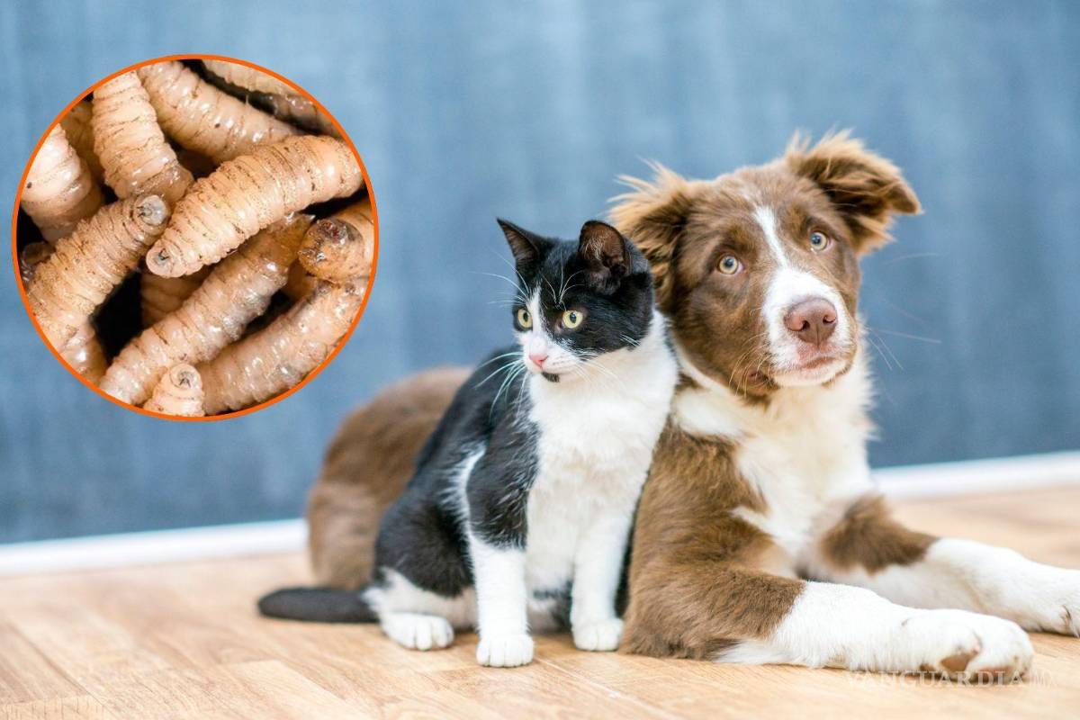 ¿El gusano barrenador puede llegar a las mascotas? Así puedes protegerlas del parásito