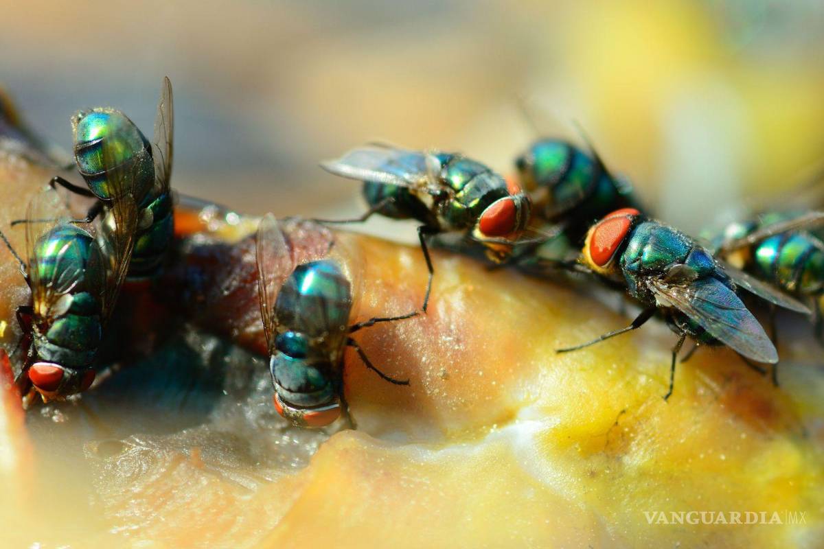 $!¡Adiós al dengue! Remedios sencillos para acabar con plagas de moscas y mosquitos en tu hogar