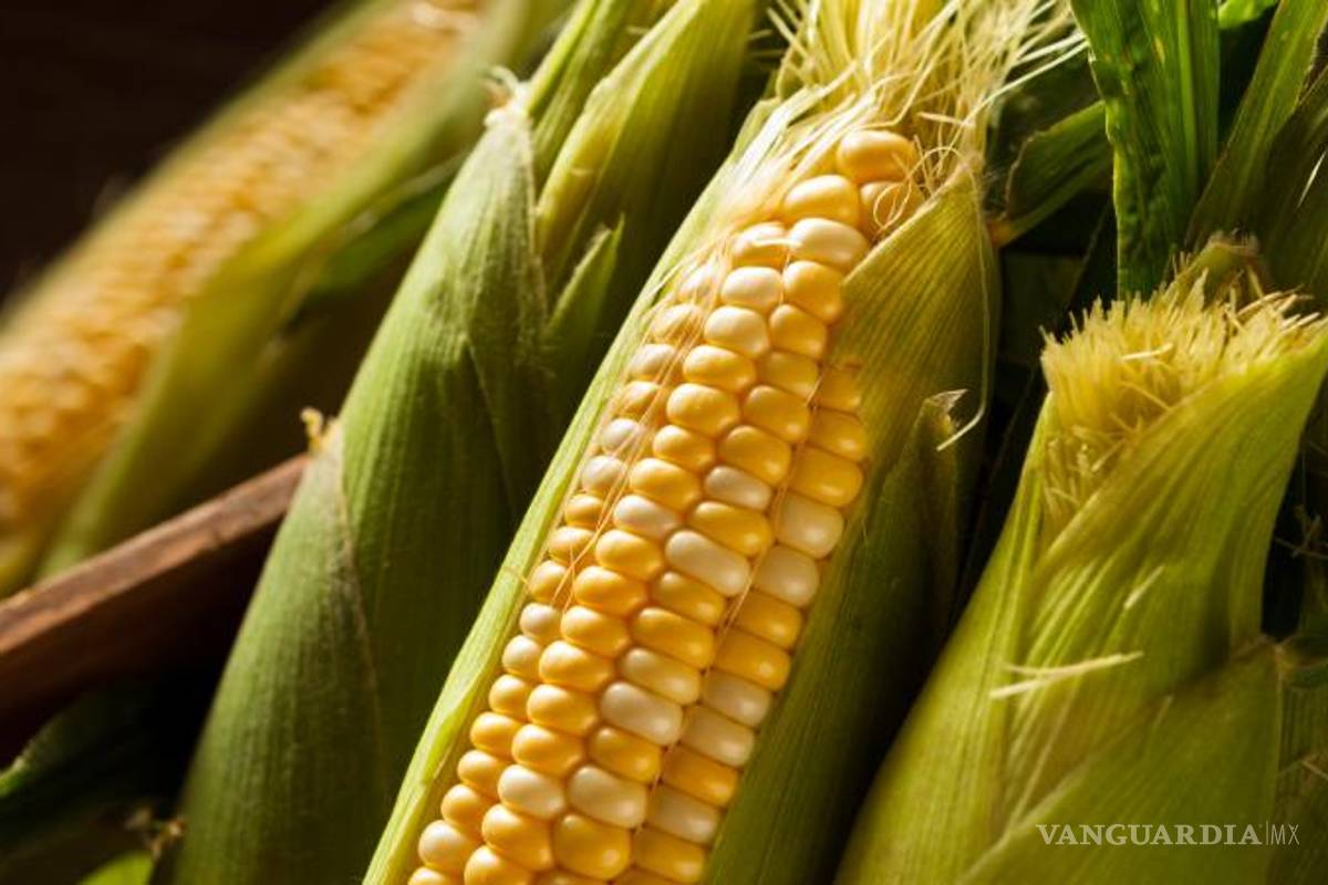 Elecciones impactarán en precio de maíz: productores