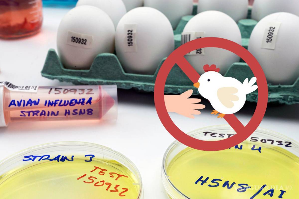 Influenza aviar A (H5N1): ¿Qué es, cuáles son sus síntomas y cómo prevenirla?