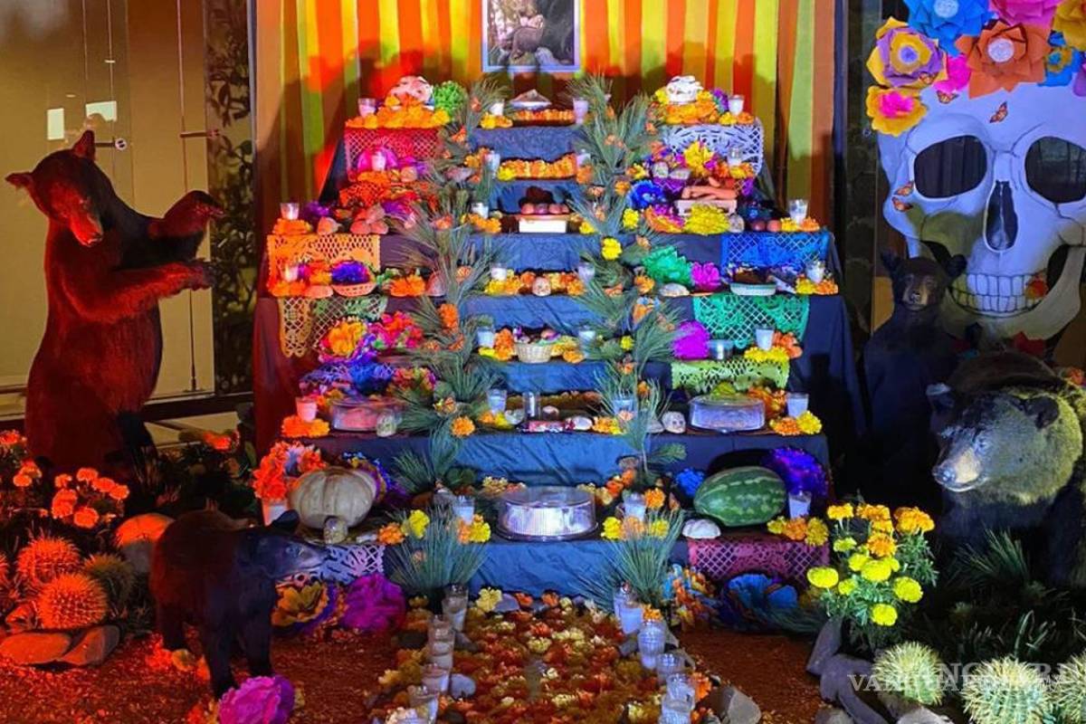 Saltillo: buscan romper récord con altar de muertos en el Museo del Desierto