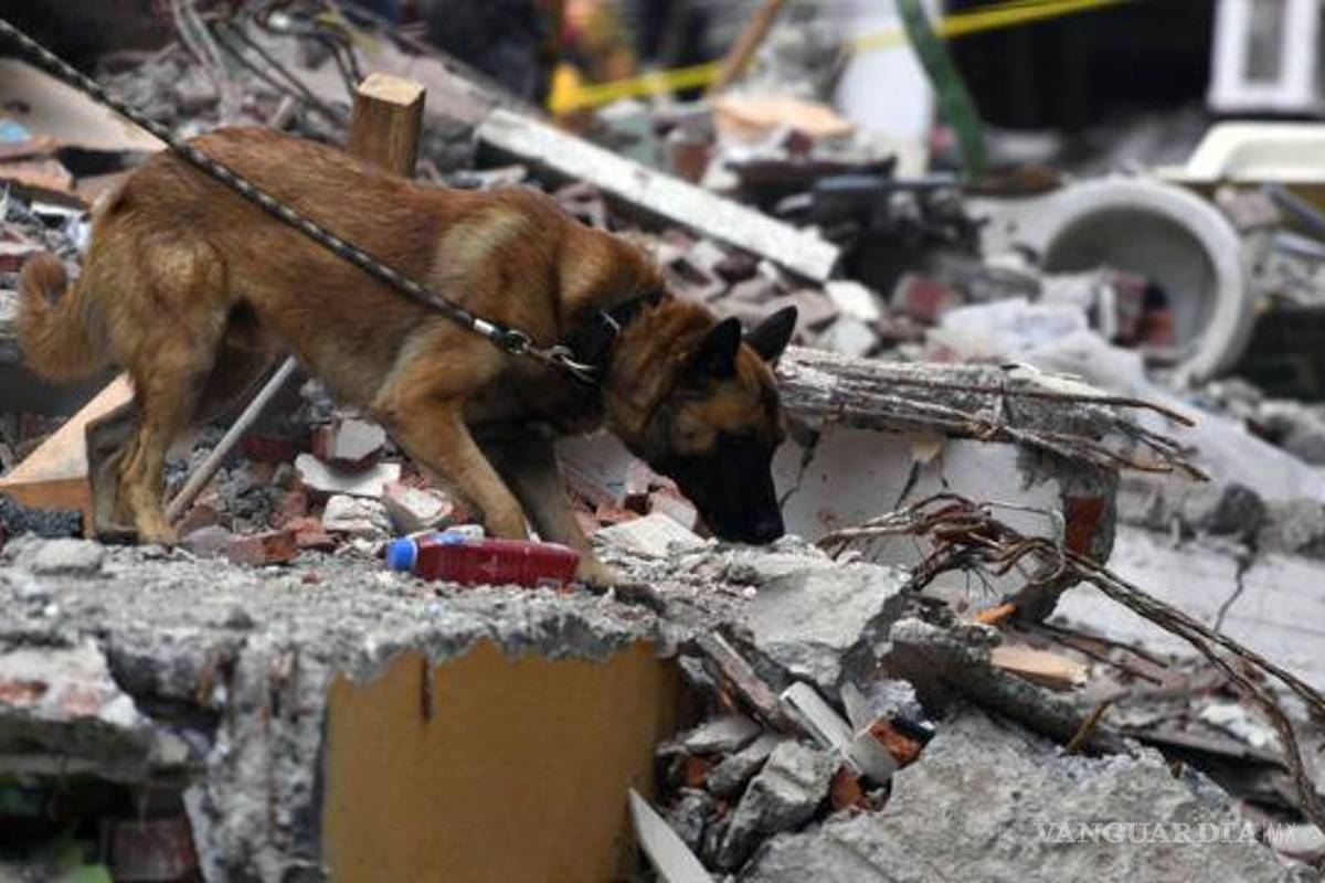 Decenas de perros van a Turquía para apoyar en el rescate