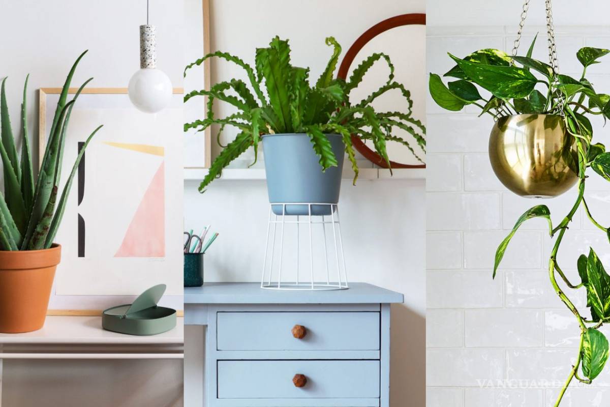 ¡Amamos las plantas! El poder de las macetas en la decoración de tu espacio