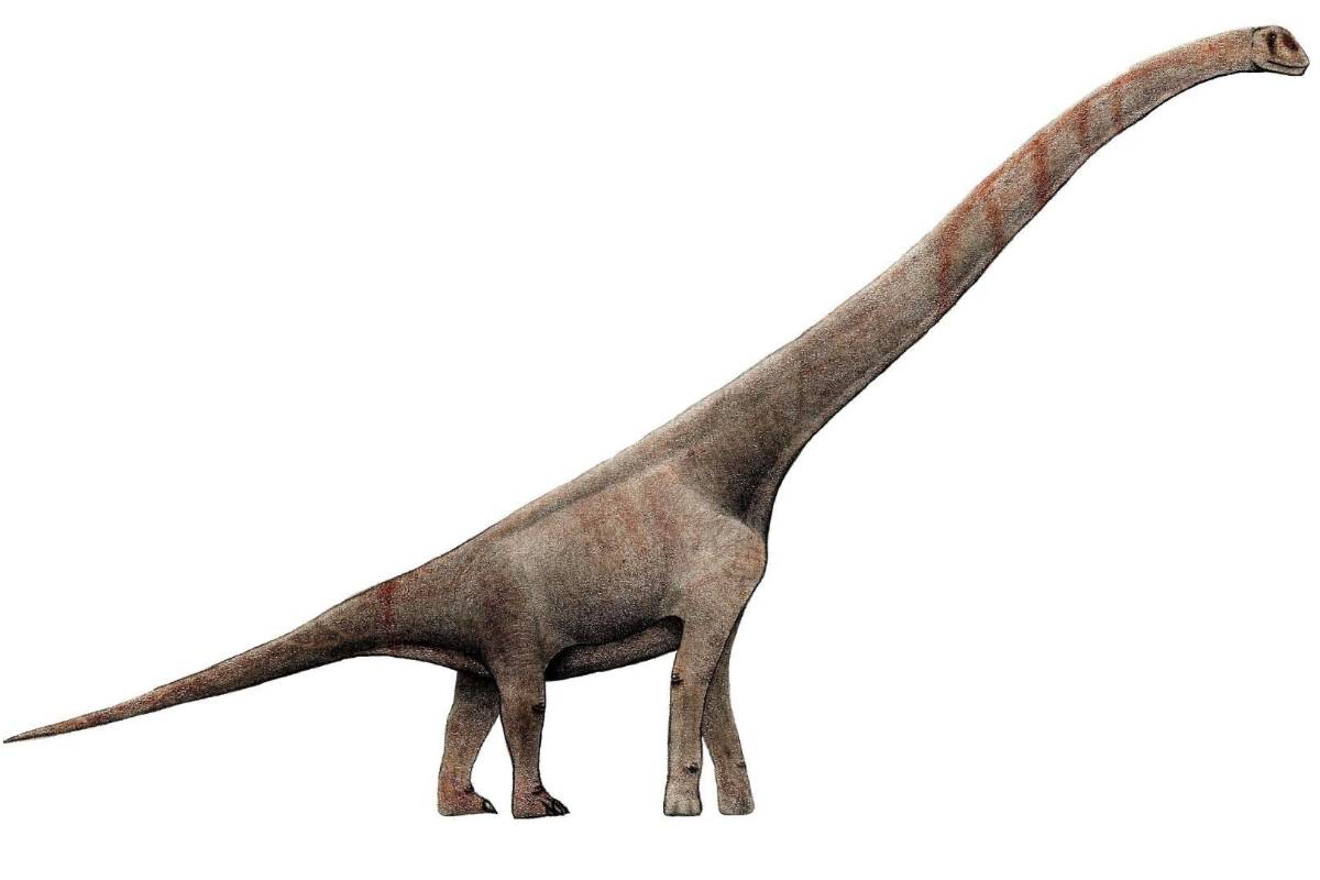 $!las huellas de saurópodos corresponden al “Sauroposeidon proteles”.