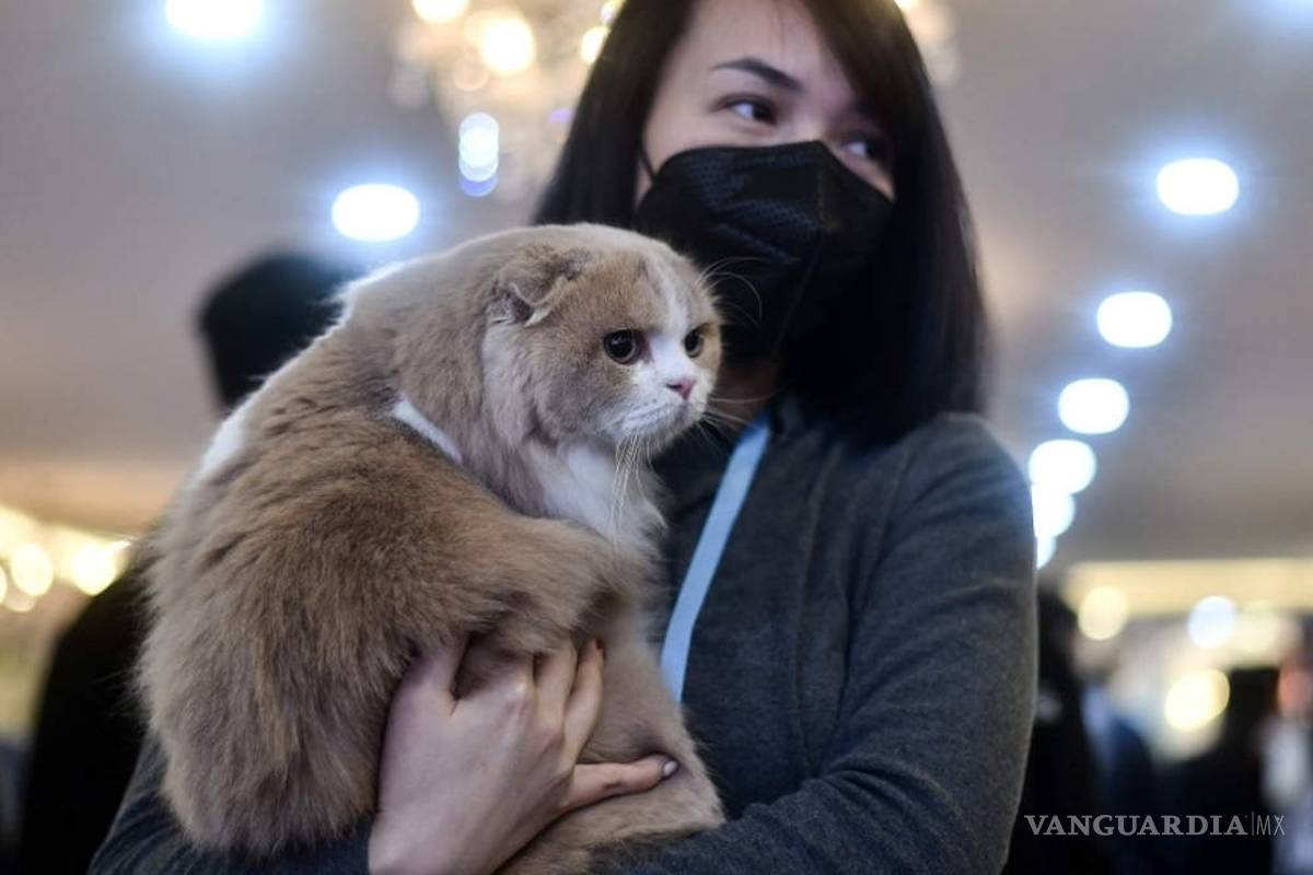 Hombre contagia a su gato con coronavirus en Bélgica