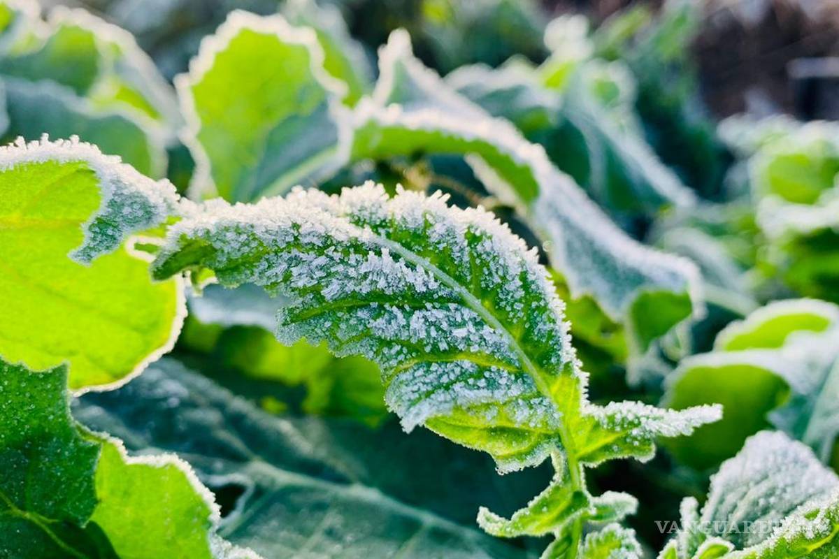 Desde octubre amanece en ejidos de Arteaga hasta a -4°