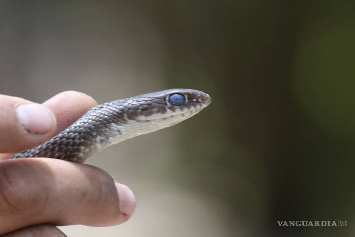 Al alza, las picaduras de bichos ponzoñosos en zonas urbanas y rurales