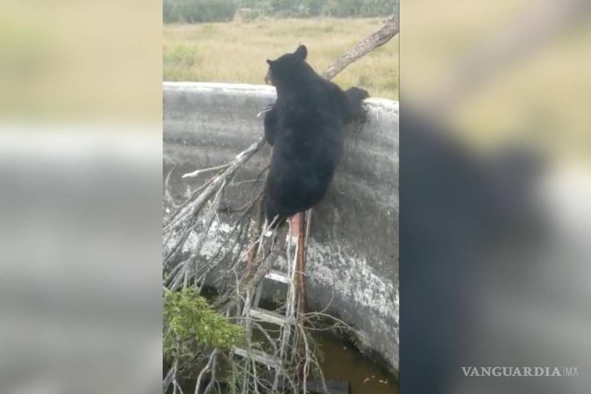 Trabajador rescata a oso negro atrapado en estanque en rancho de Hermanas, Coahuila