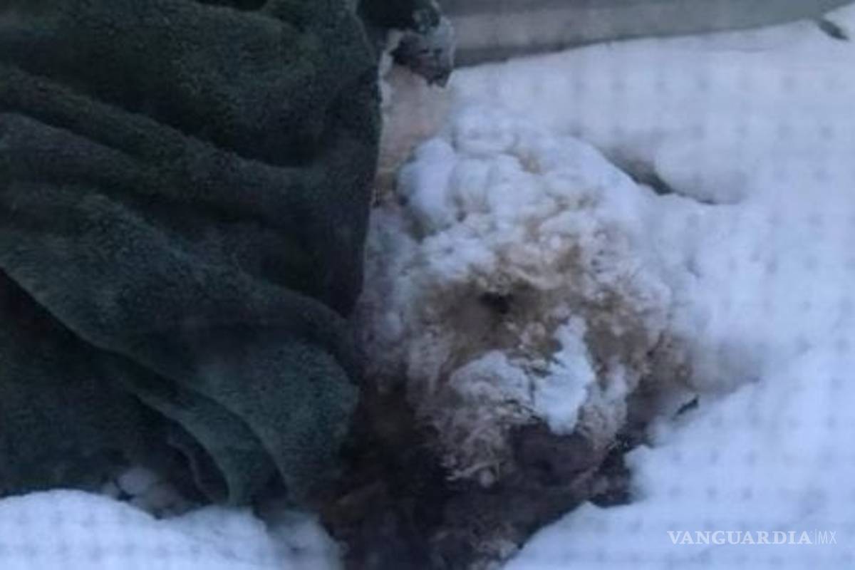Sobrevive el perro Buddy, estuvo cinco días en las temperaturas congelantes de Minnesota