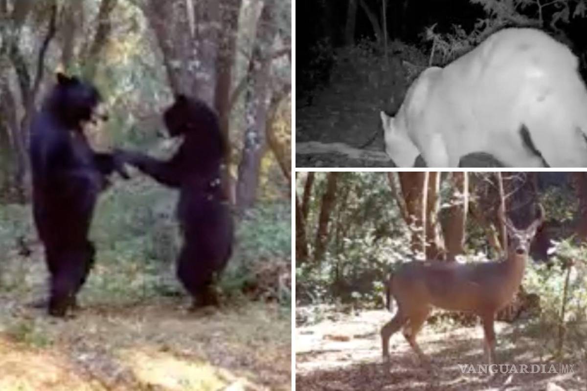 Saltillo: captan en video a puma, osos ‘bailando’ y otros animales en la Sierra de Zapalinamé