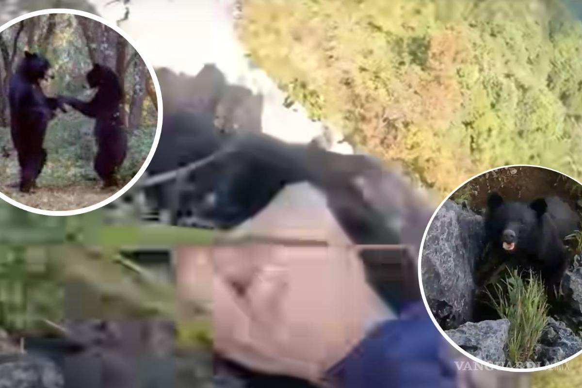 Mientras en Coahuila los osos ‘bailan’, en Japón un escalador y un oso se pelean (video)