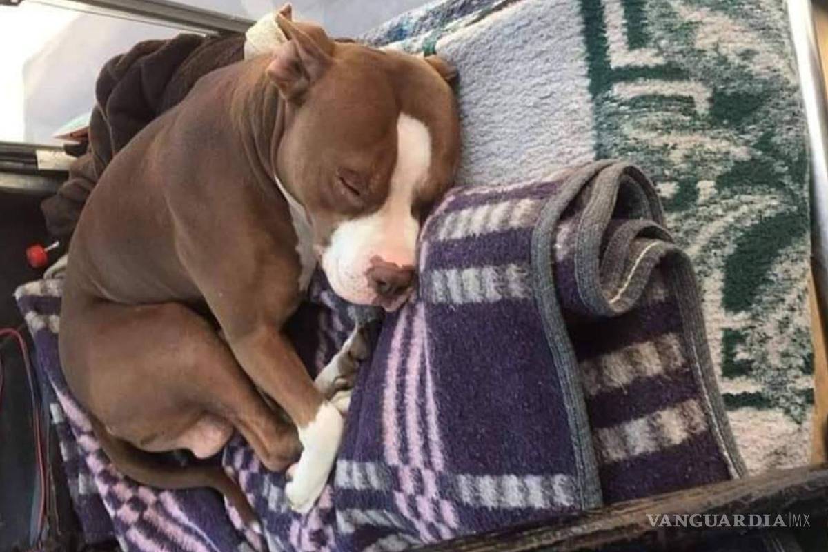Saltillo: perro que ‘viaja’ en combi causa polémica; el chofer es su dueño y lo lleva para cuidarlo