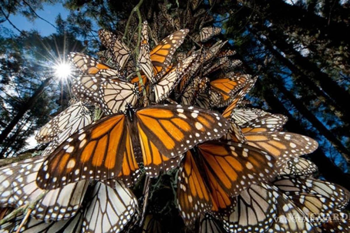 Vuelan de nuevo las monarcas por Coahuila en su viaje de retorno a Estados Unidos y Canadá