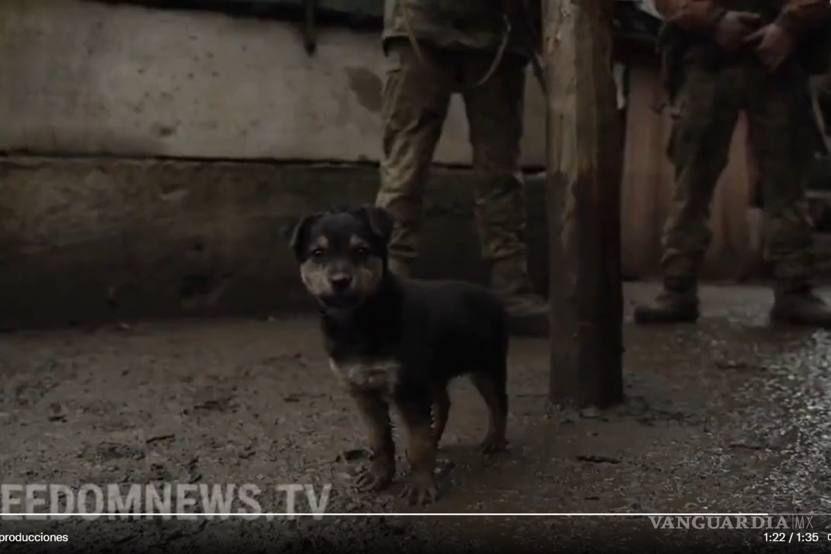Esta es la historia de “Rambo”, el cachorro protector de soldados ucranianos en la línea con Rusia