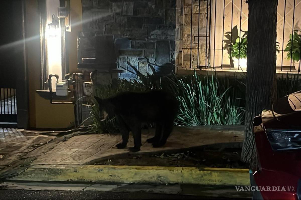 Cuatro osos en sector habitacional movilizan a elementos de Protección Civil de Nuevo León