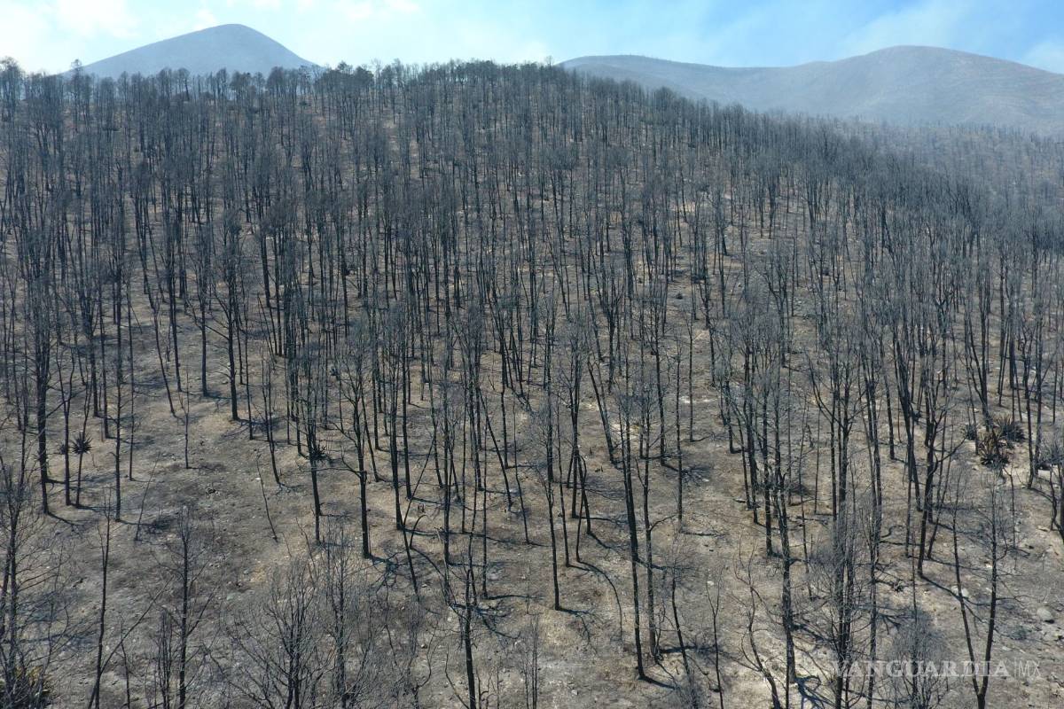 Apagado al 100 por ciento incendio forestal en Sierra de Arteaga