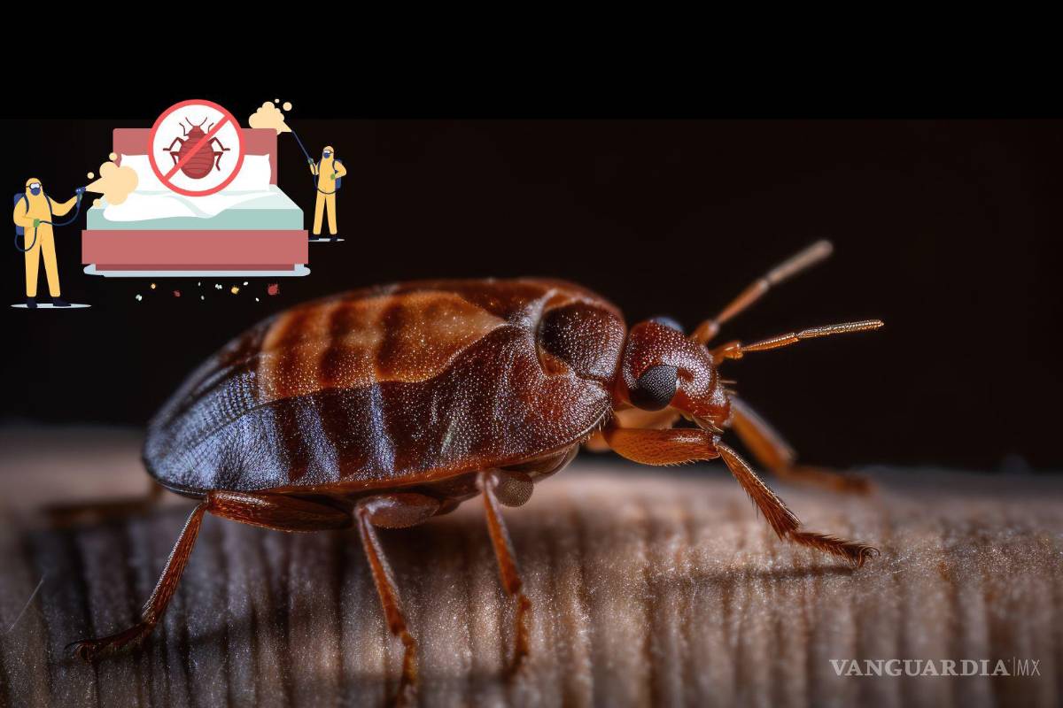 Temporada de chinches en México: ¿Cómo acabar con estas plagas durante el tiempo de calor?