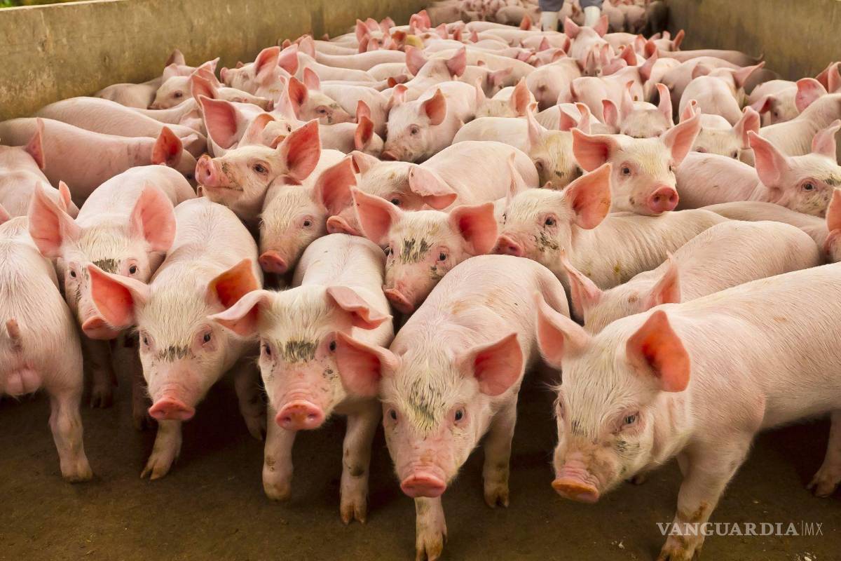 Roban 60 cerdos asegurados en Operación Liberación en Edomex