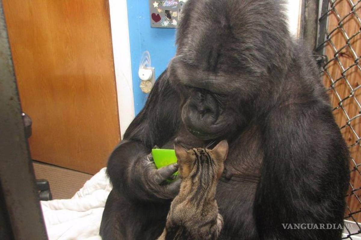 Falleció 'Koko', gorila que sabía lenguaje de signos