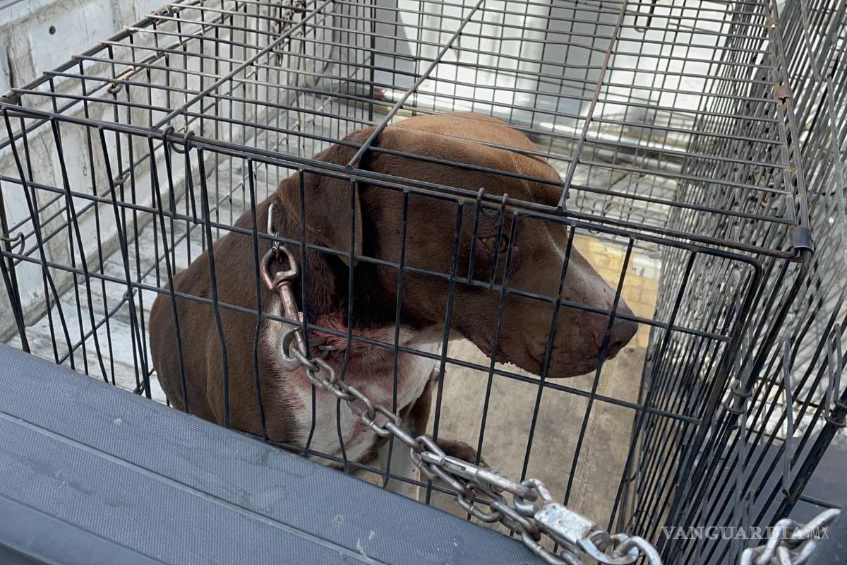 Control canino asegura perro por morder a su dueño que lo maltrataba