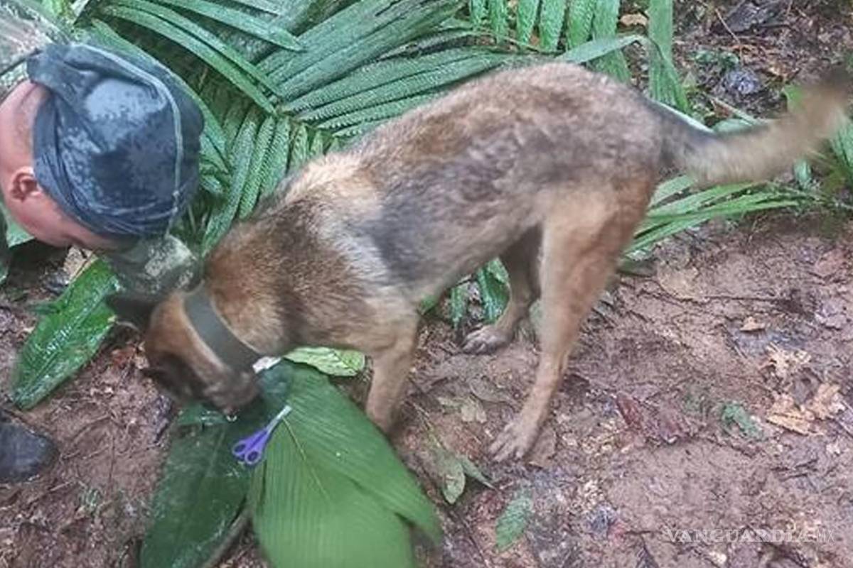 ¿Qué pasó con los 4 niños que se perdieron en la selva de Colombia hace 17 días?