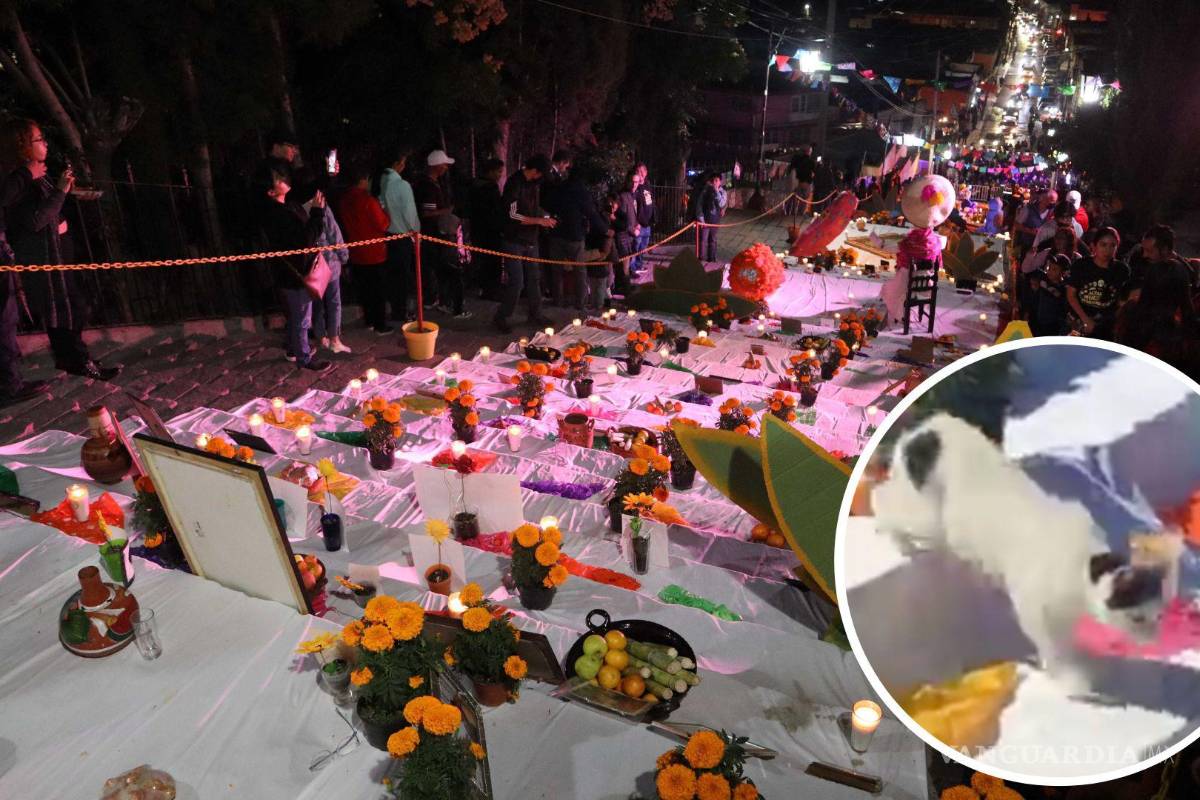 Gato se pasea por el altar de Santa Anita para perseguir a una mariposa monarca (video)
