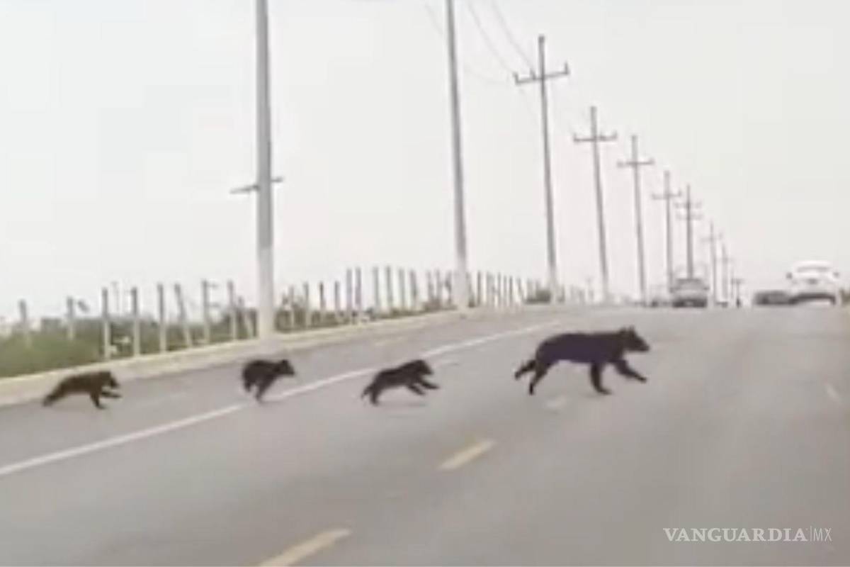 Captan en video a familia de osos en la colonia Mirasierra de Saltillo